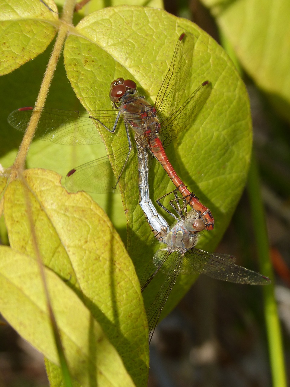 dragonflies couple copulation free photo