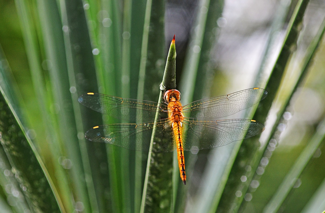 dragonflies insects close-up free photo