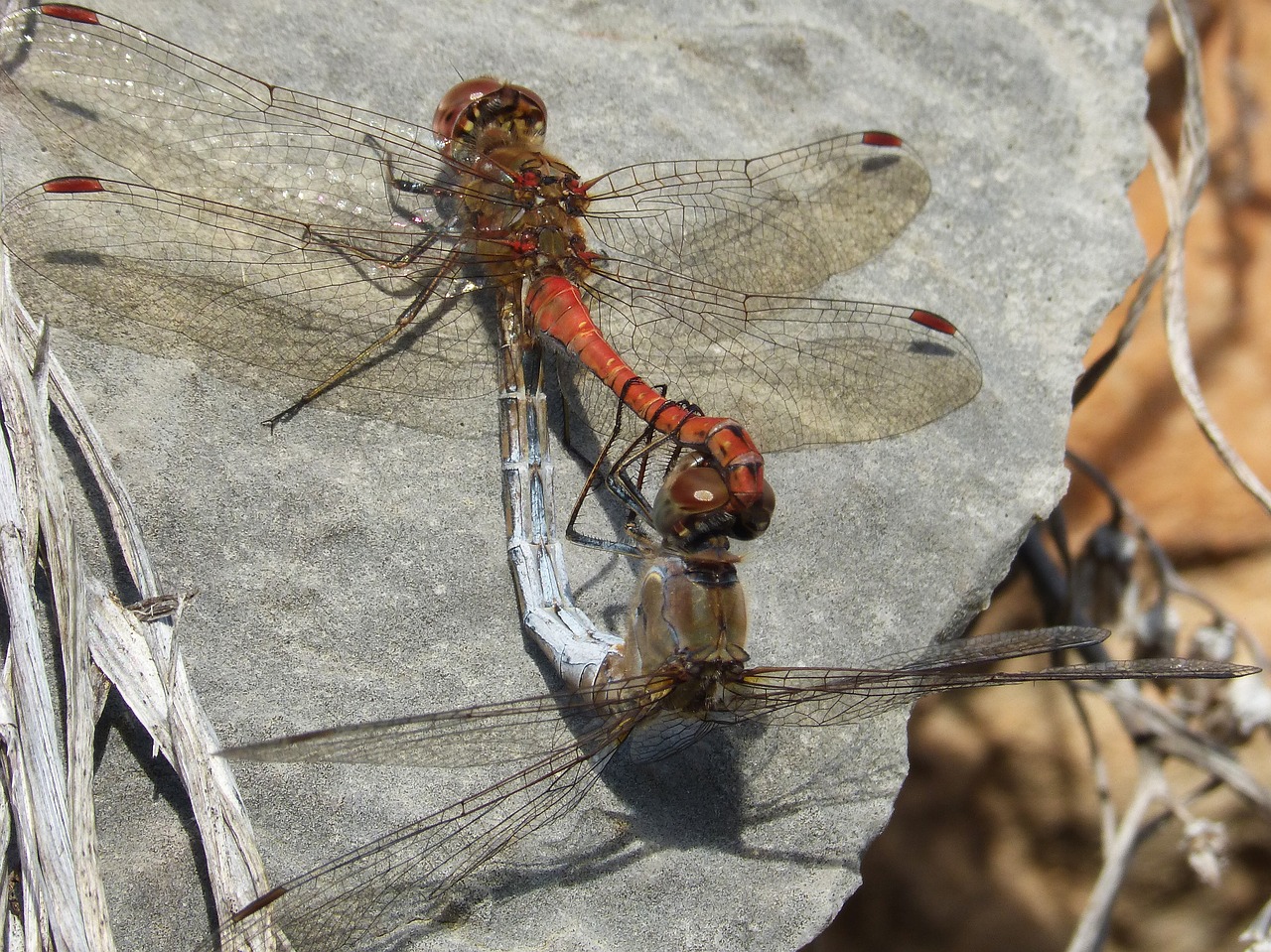 dragonflies insects mating copulation free photo