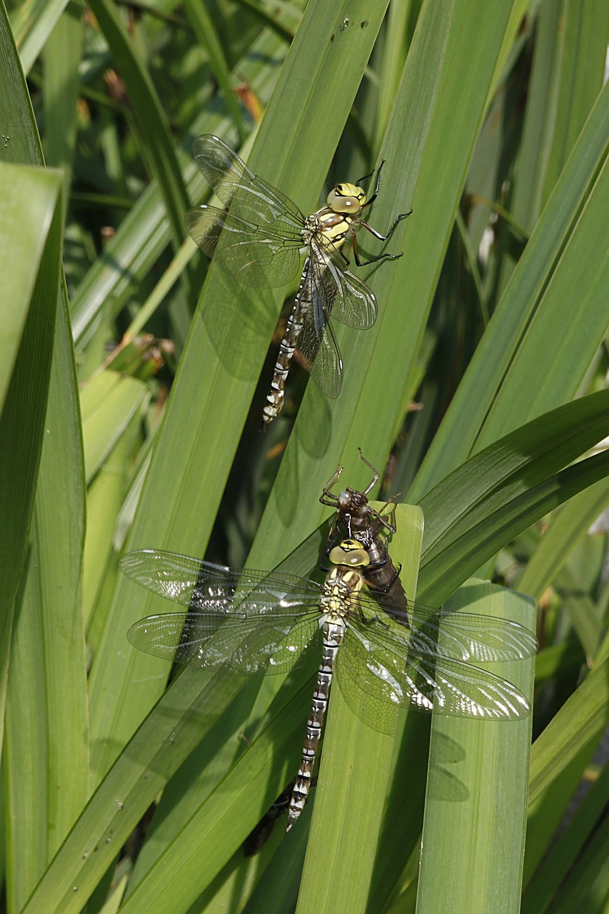 dragonflies nature insect free photo