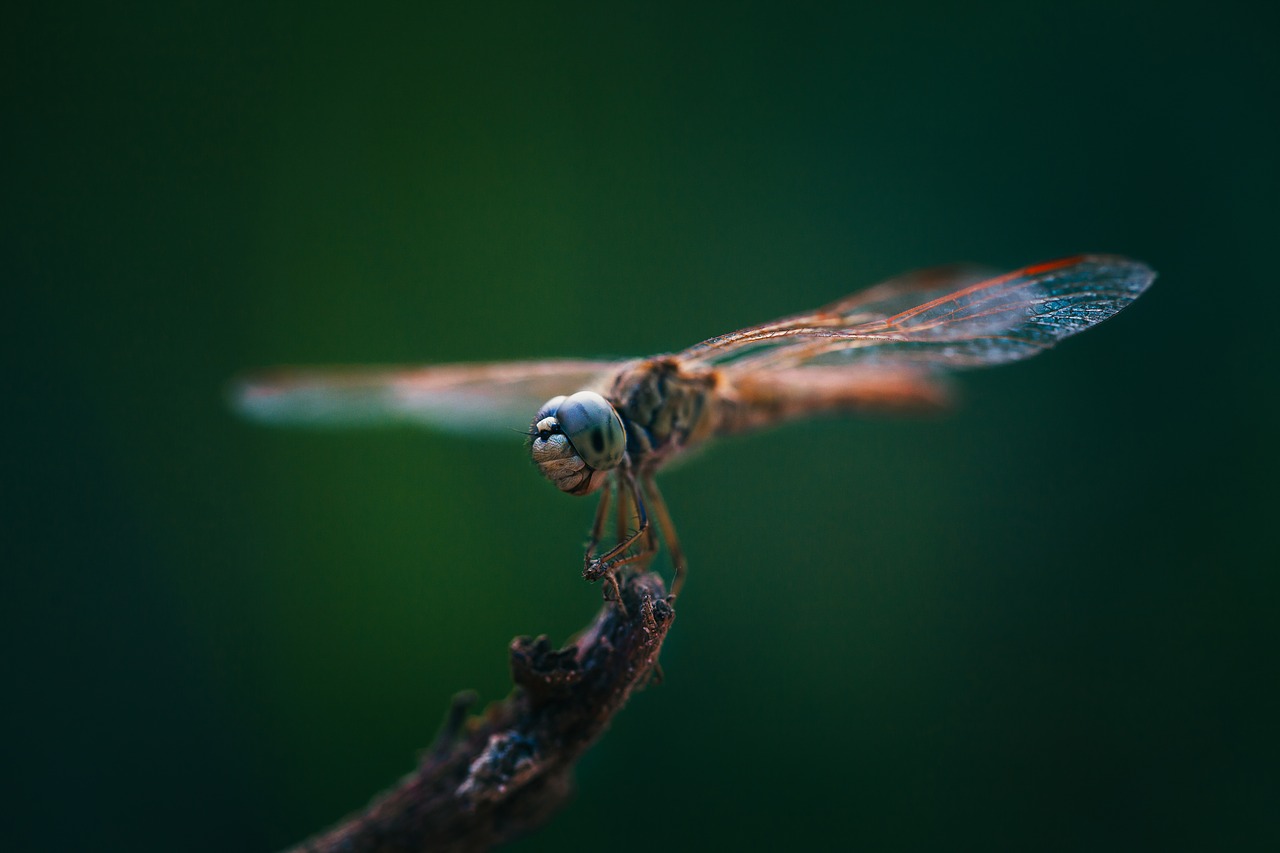dragonflies insects close-up free photo