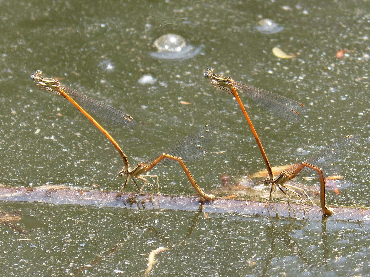 dragonflies damselfly insects mating free photo