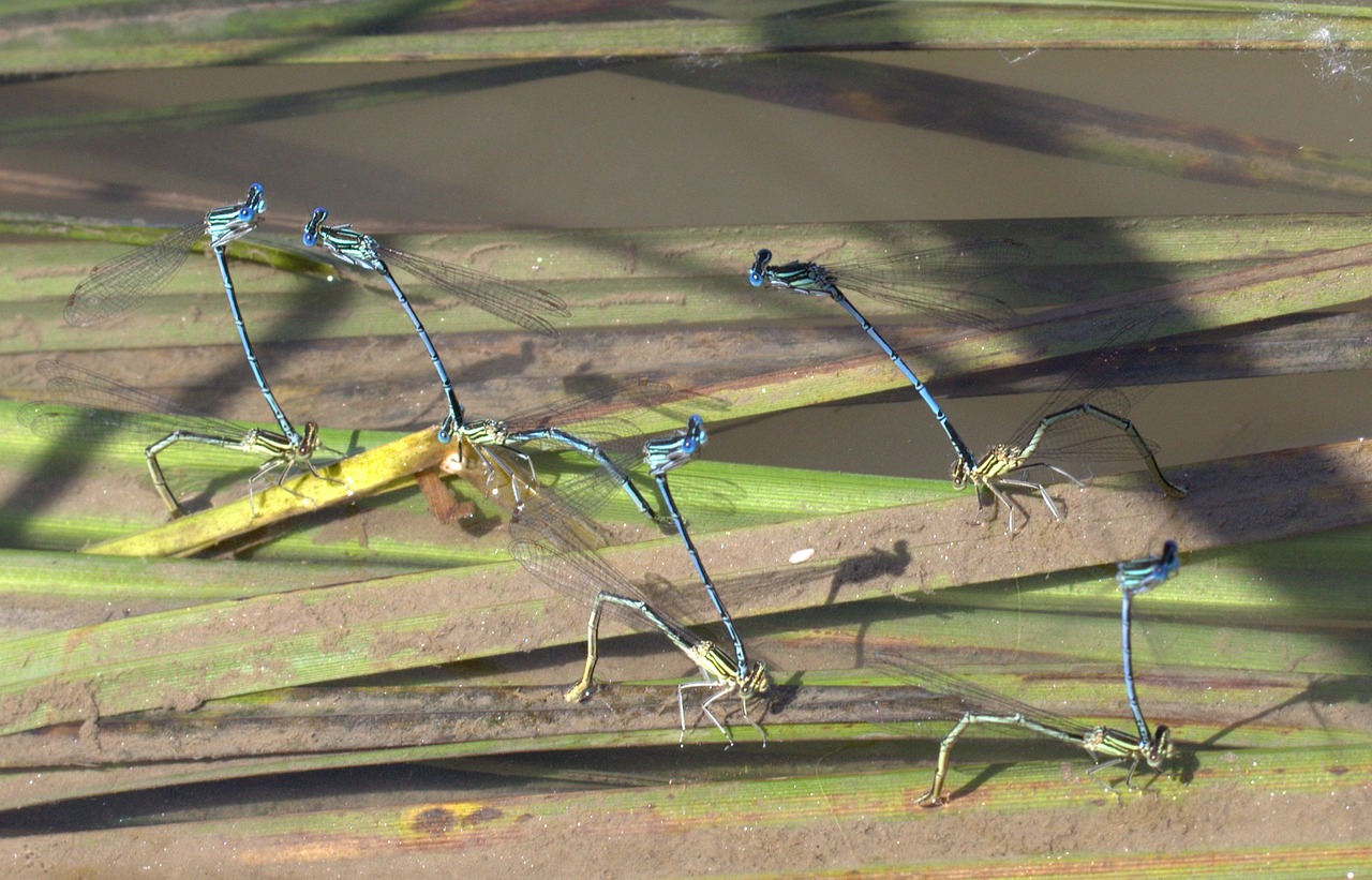 dragonflies mating water free photo