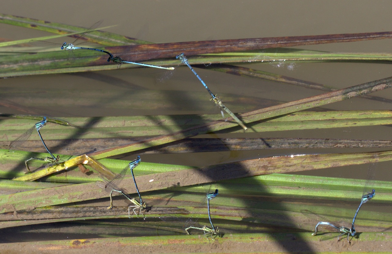 dragonflies mating water free photo