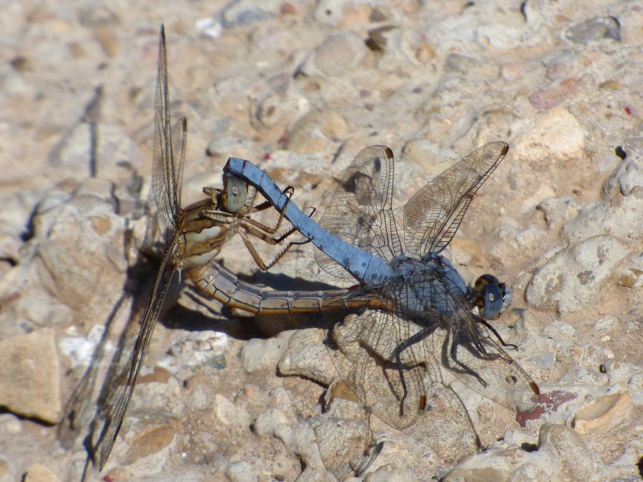 dragonflies coupling copulation free photo