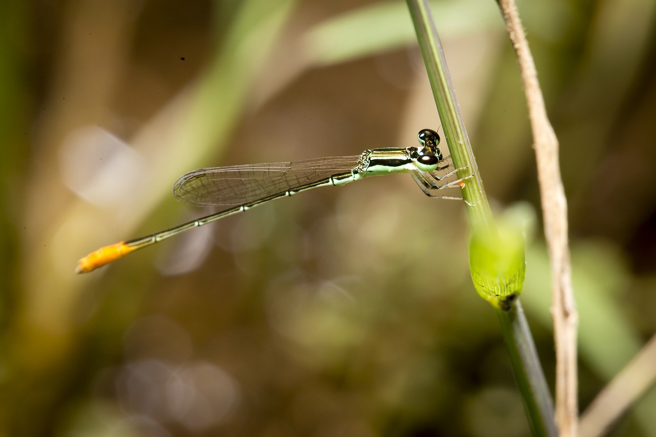 dragonflies vietnam natural free photo