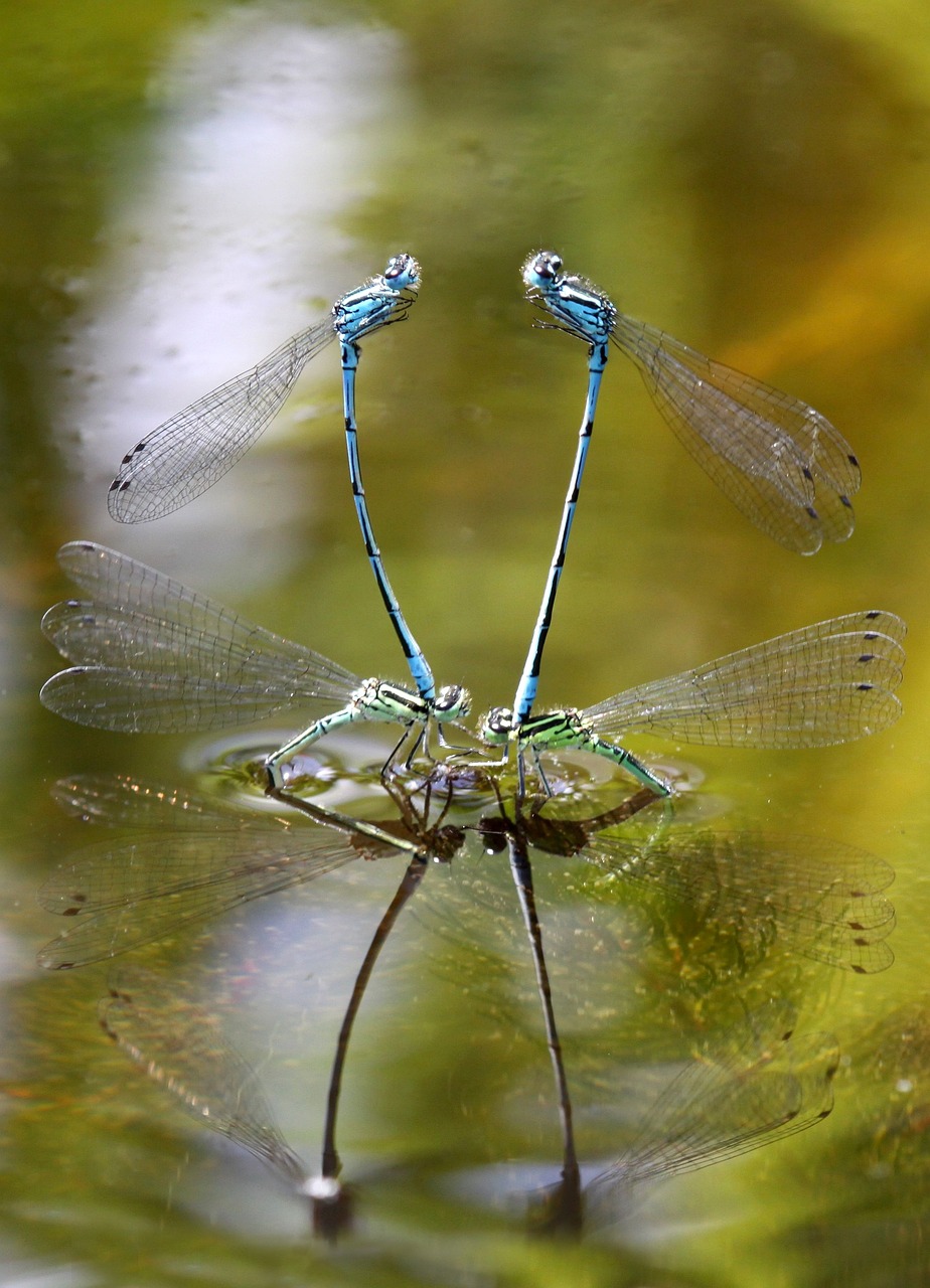 dragonflies macro nature free photo