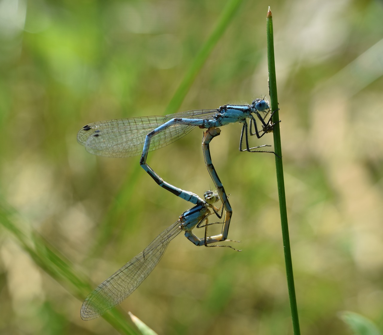 dragonflies pairing macro free photo