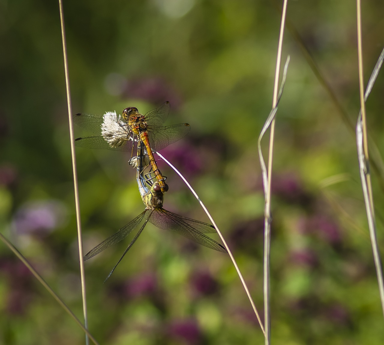 dragonflies common darter insect free photo
