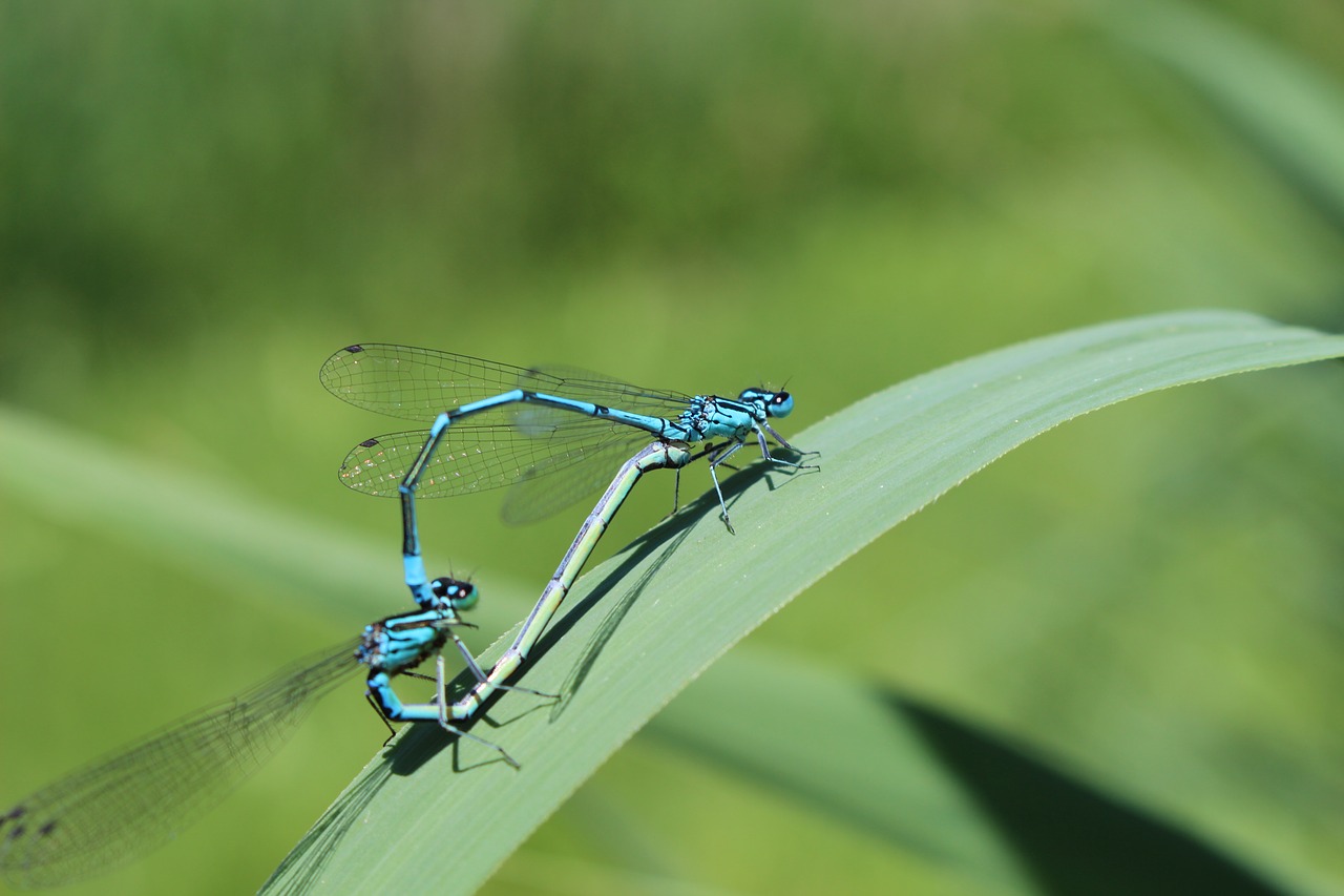 dragonflies  insect  close up free photo