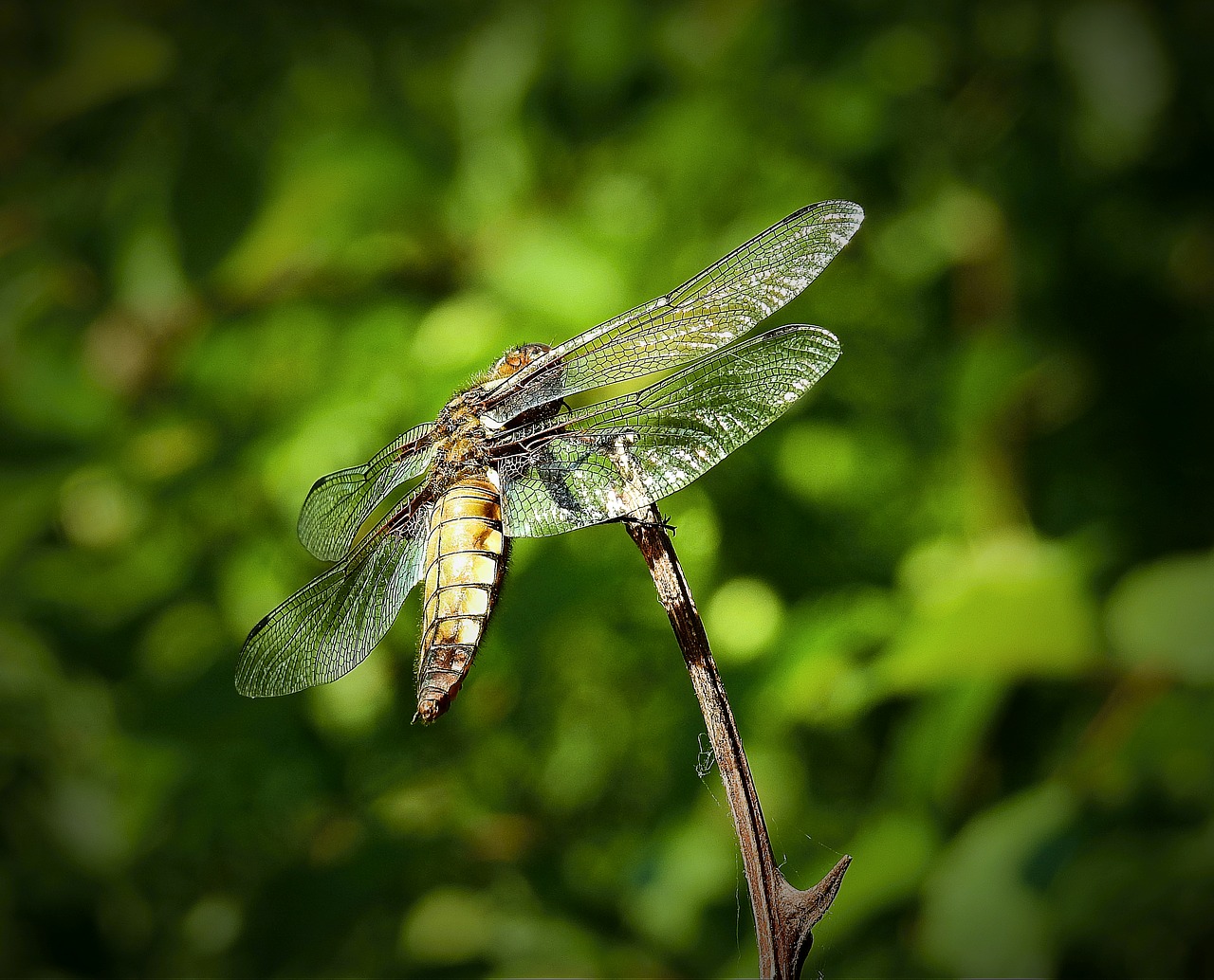 dragonflies  nature  insect free photo