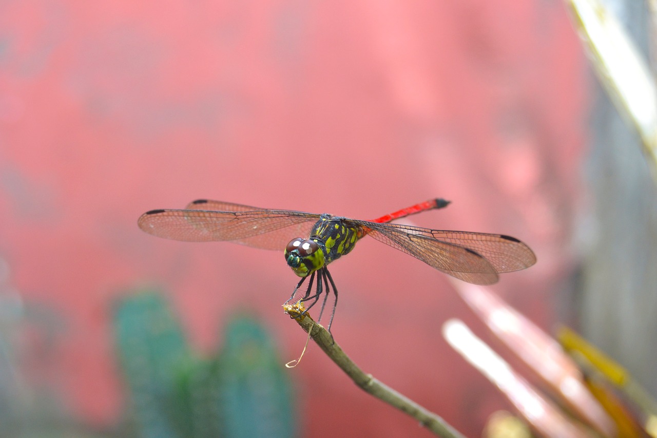dragonflies  andarinyo  indonesia free photo