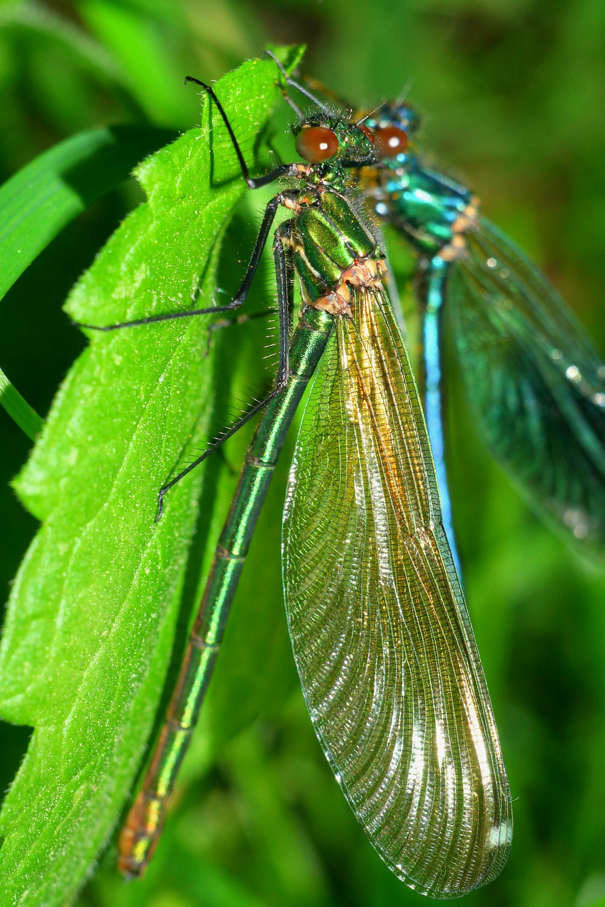 dragonflies  macro  insect free photo