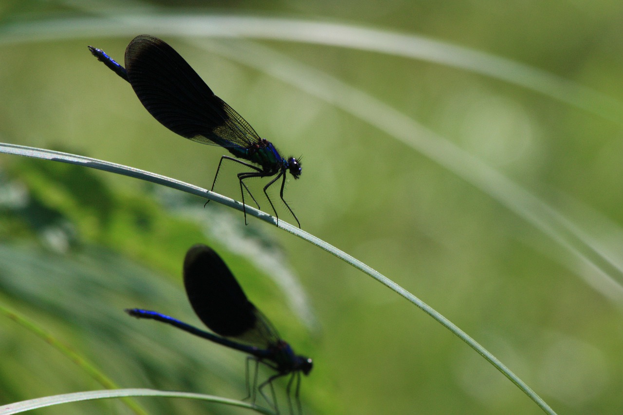 dragonflies  grass  summer free photo