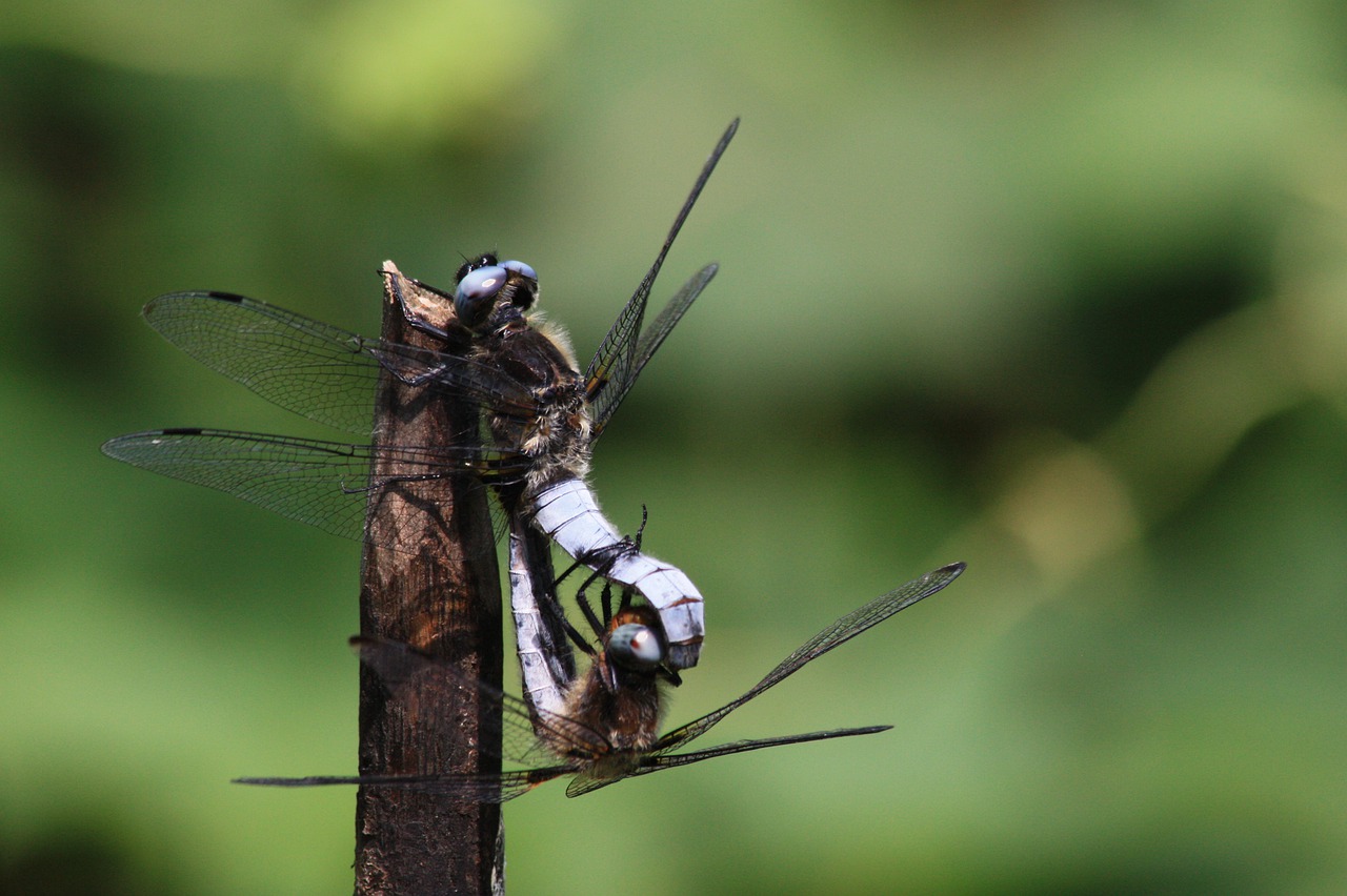 dragonflies  multiplication  nature free photo