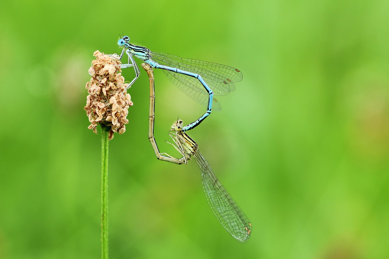 dragonflies  pairing  nature free photo