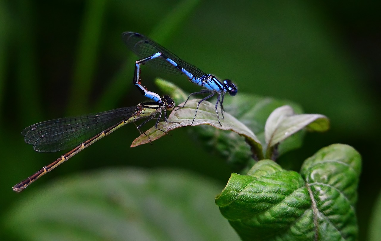 dragonflies bridesmaids nature free photo