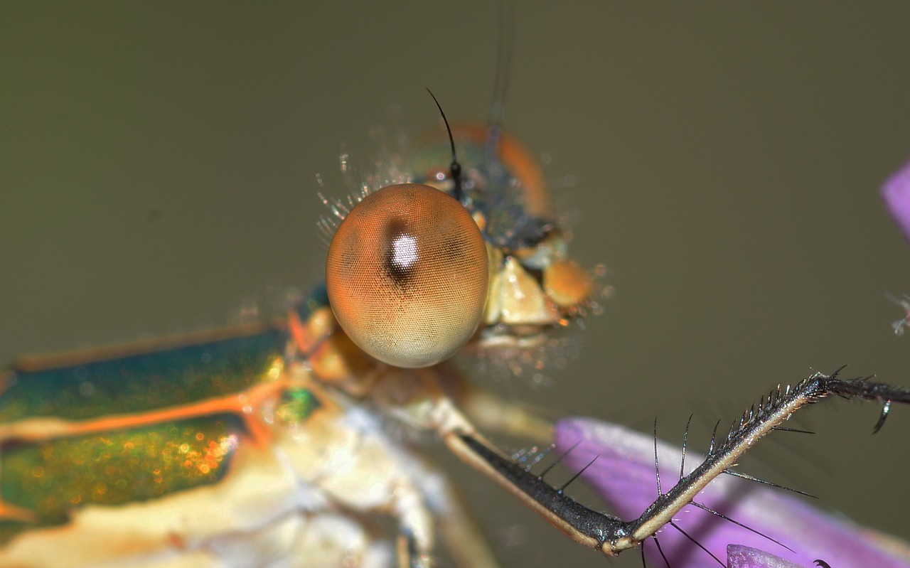 dragonflies lestes sponsa free photo