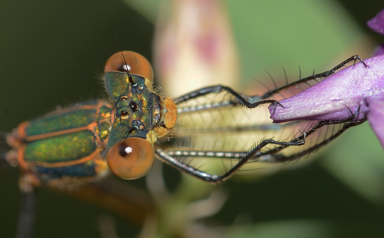 dragonflies lestes sponsa free photo