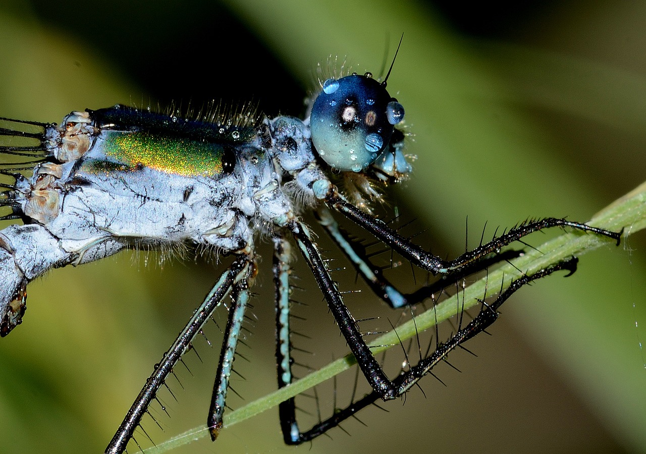 dragonflies sponsa macro free photo