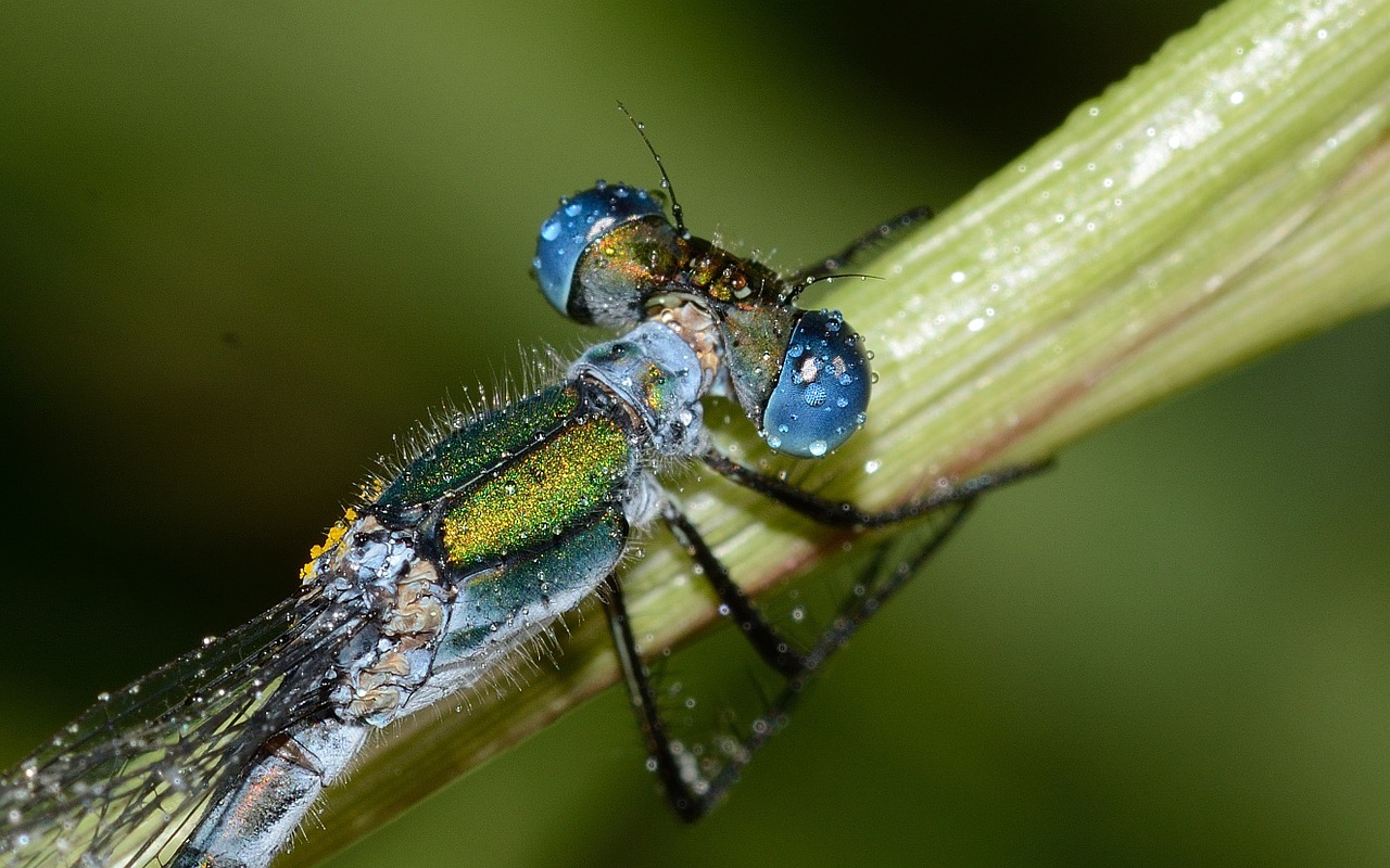 dragonflies lestes sponsa free photo