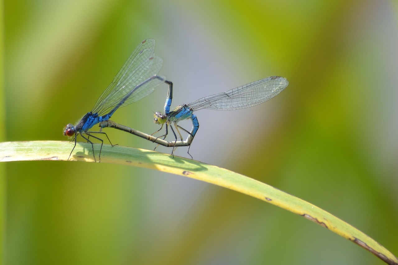 nature dragonflies pairing free photo