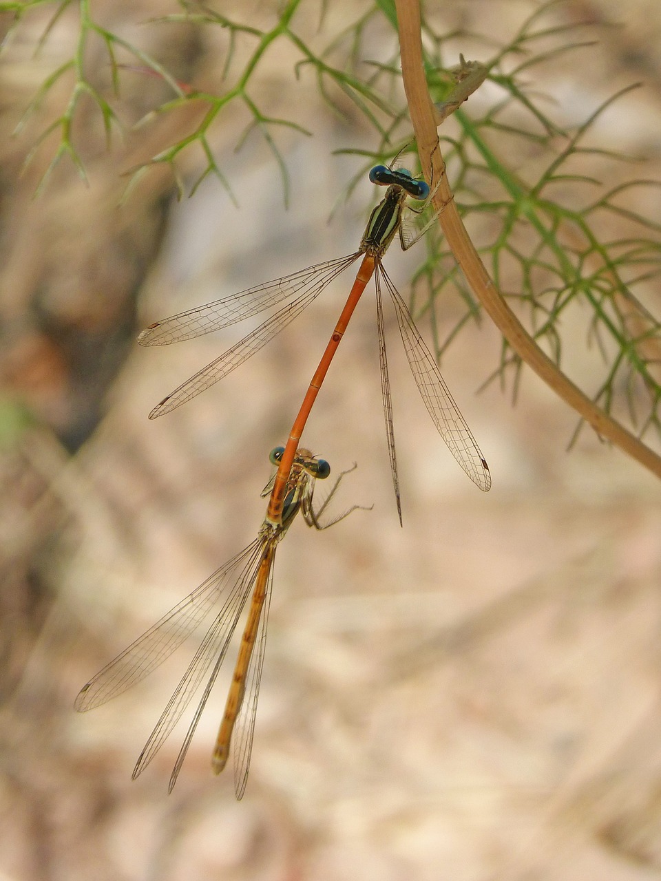 dragonflies mating dragonflies copulation free photo