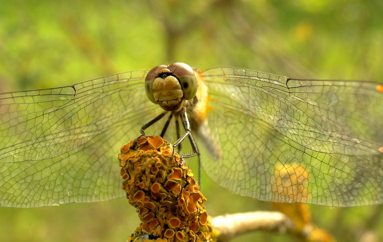 dragonflies różnoskrzydłe  nature  animals free photo
