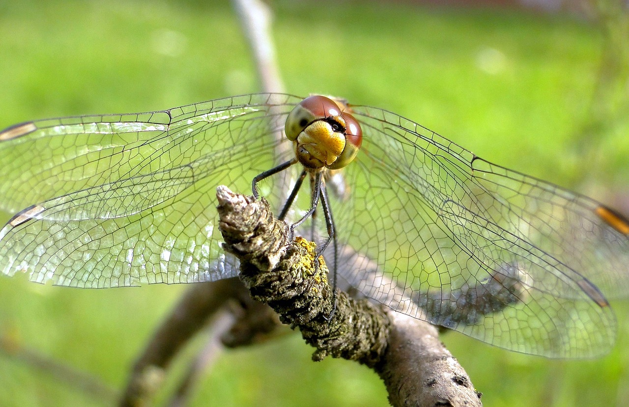 dragonflies różnoskrzydłe  insect  nature free photo
