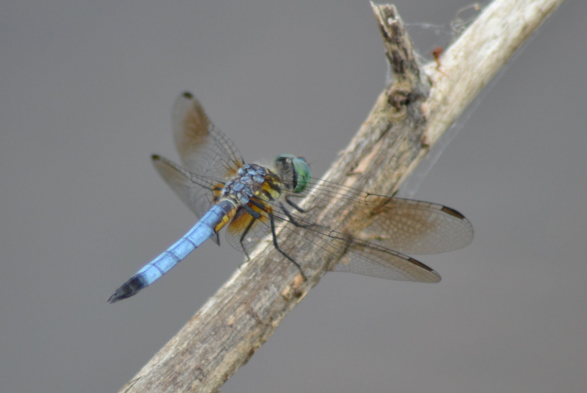 dragonflies dragonflies free pictures free photo