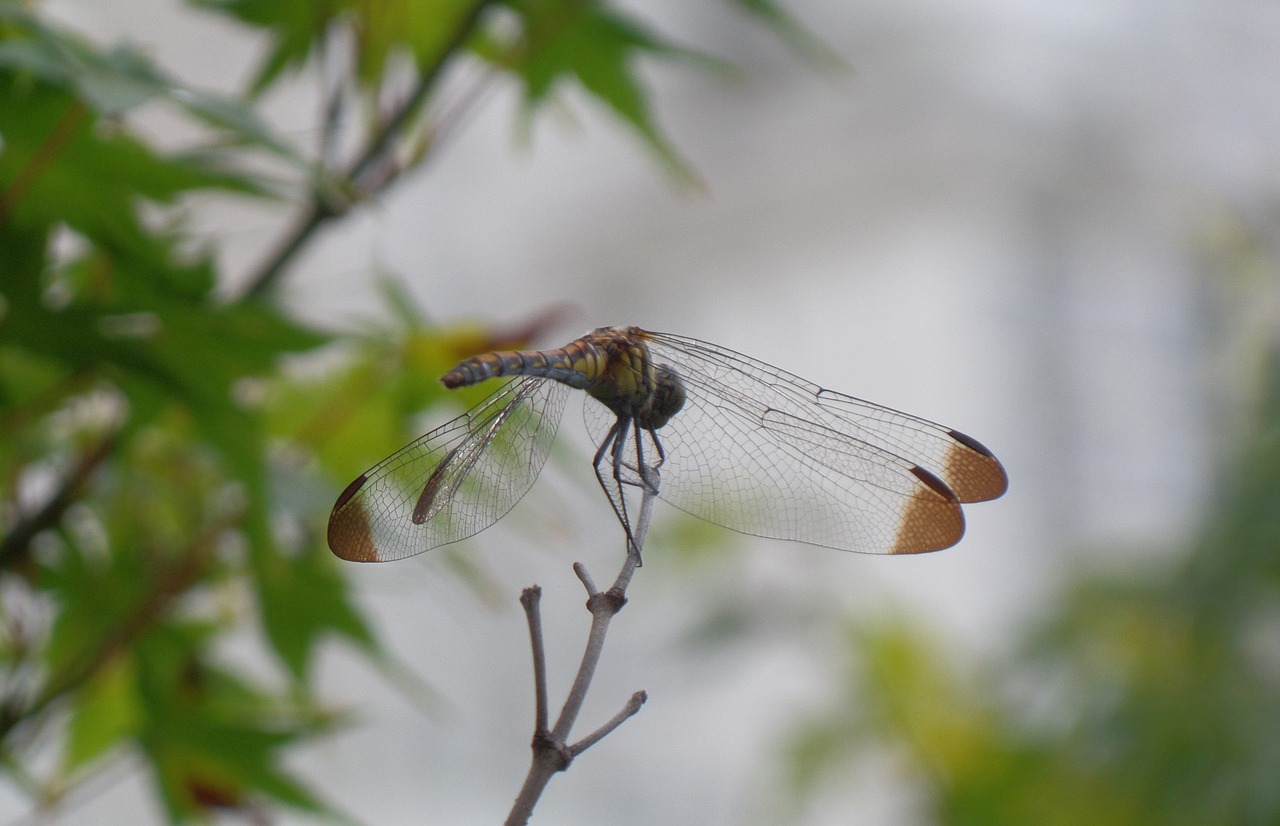 dragonfly insects compound eyes free photo