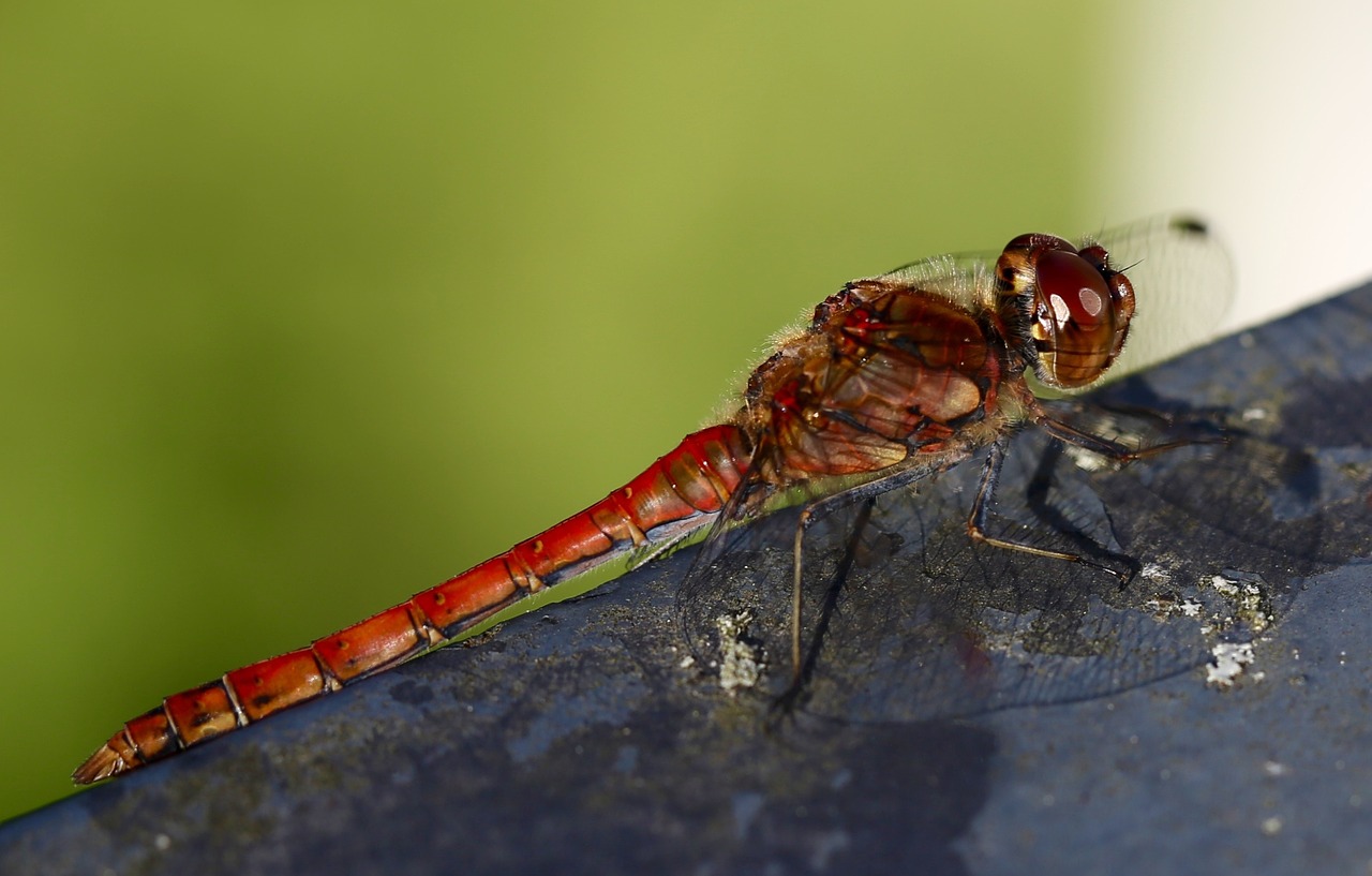 dragonfly animal insect free photo