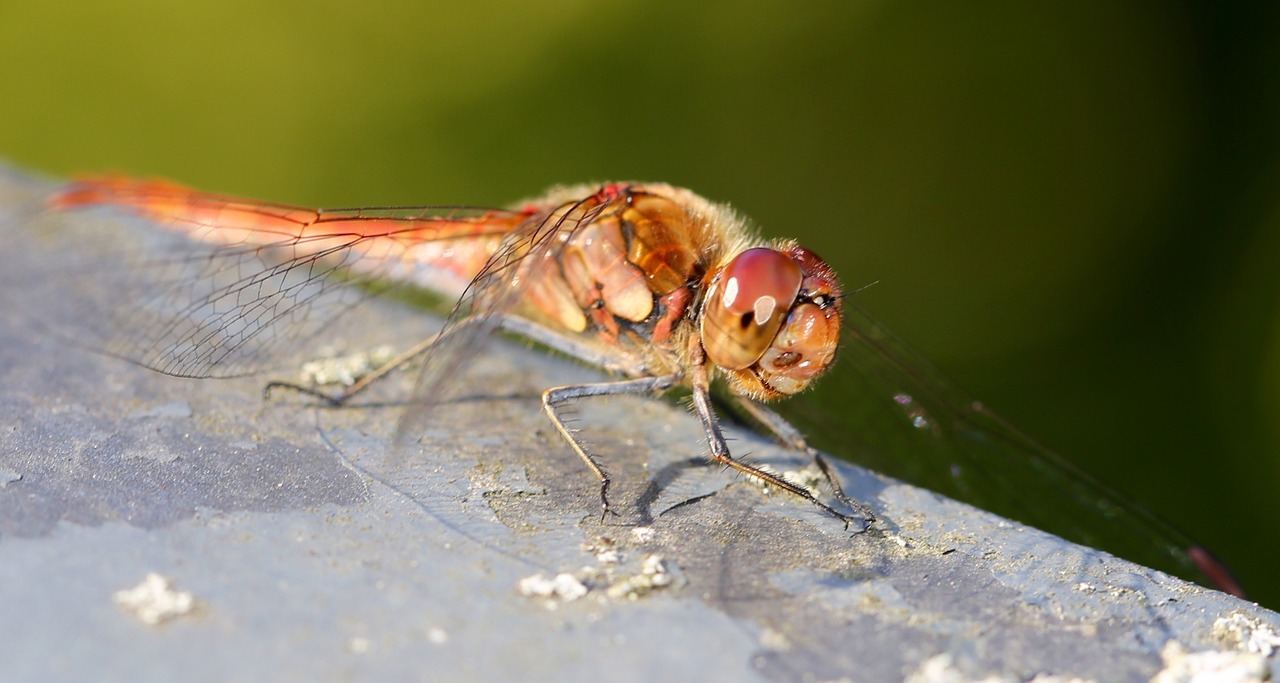 dragonfly insect close free photo