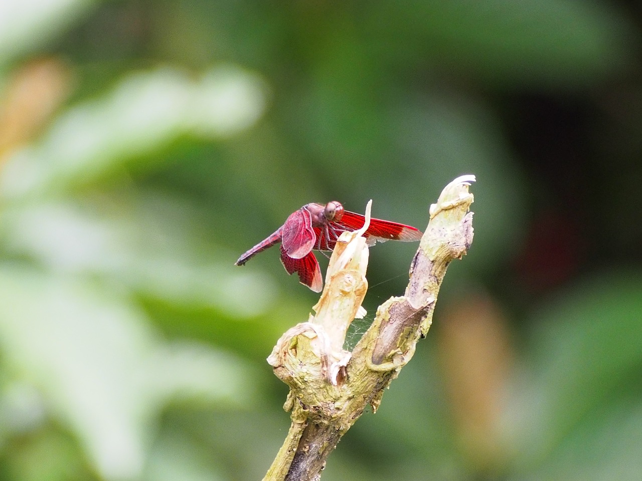 dragonfly red rest free photo