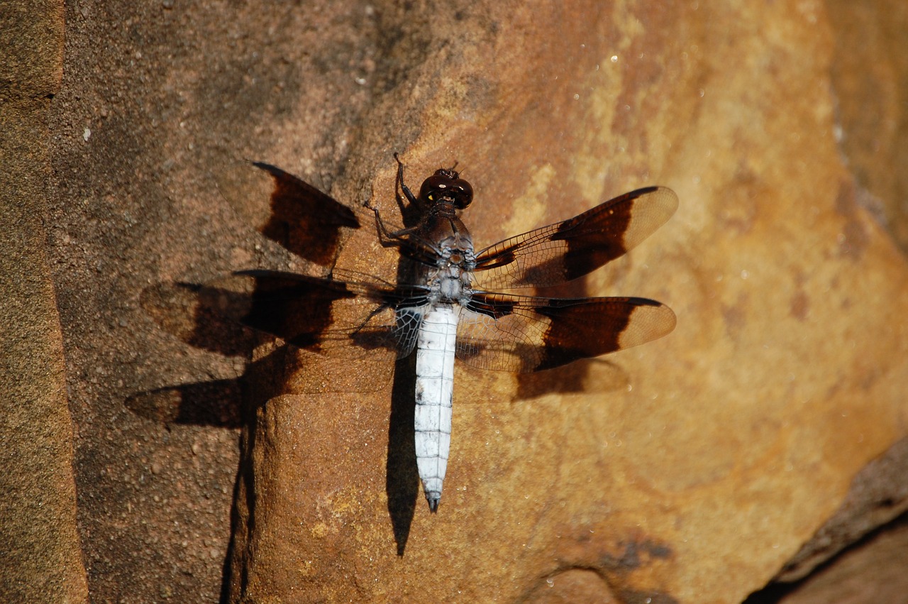 dragonfly rock nature free photo