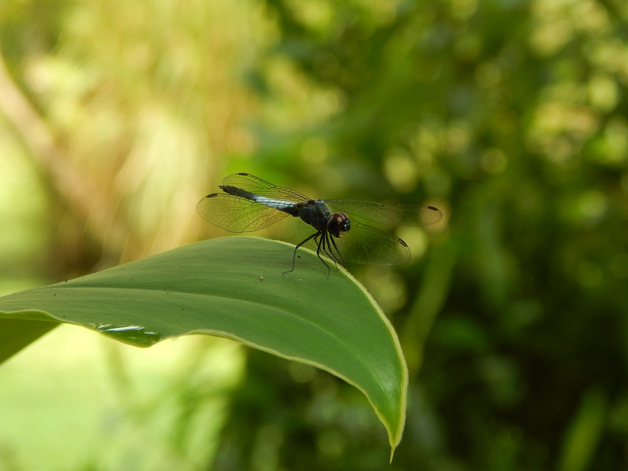 dragonfly nature insect free photo