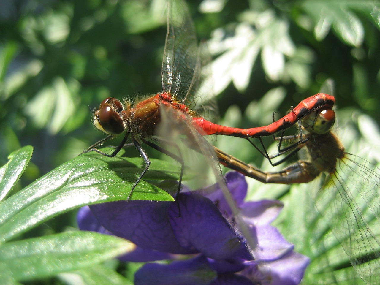 dragonfly insect red free photo