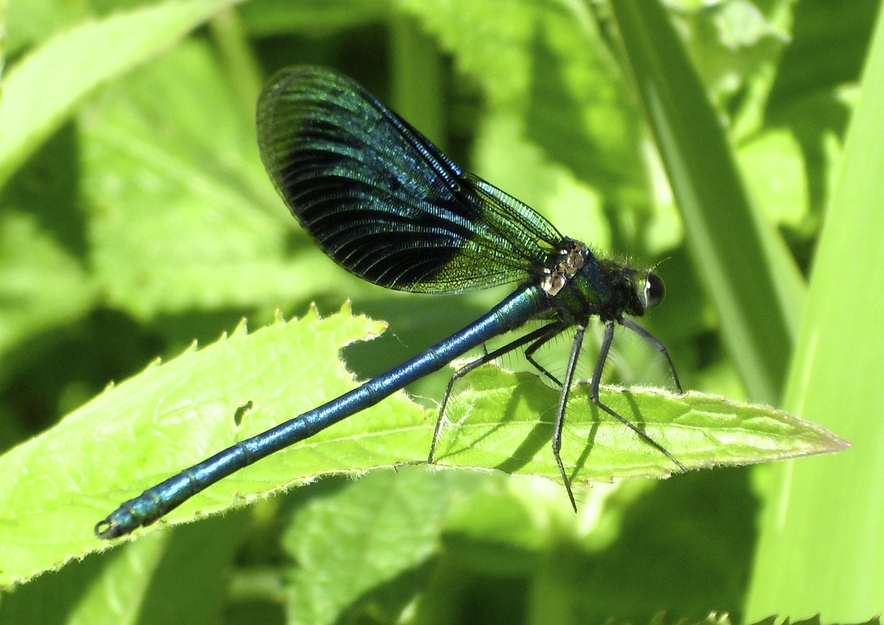 dragonfly insect flight insect free photo