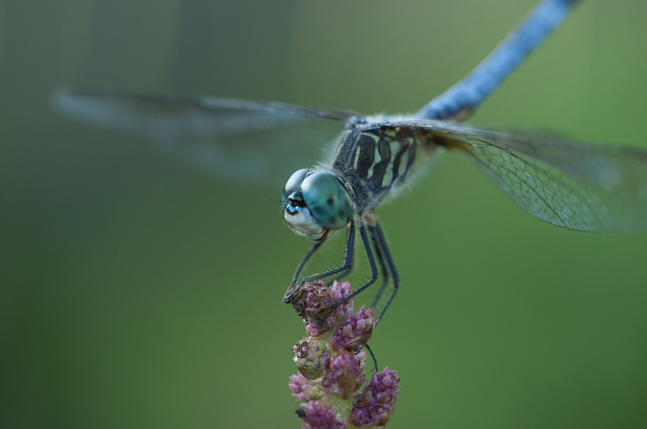 dragonfly insect blue free photo