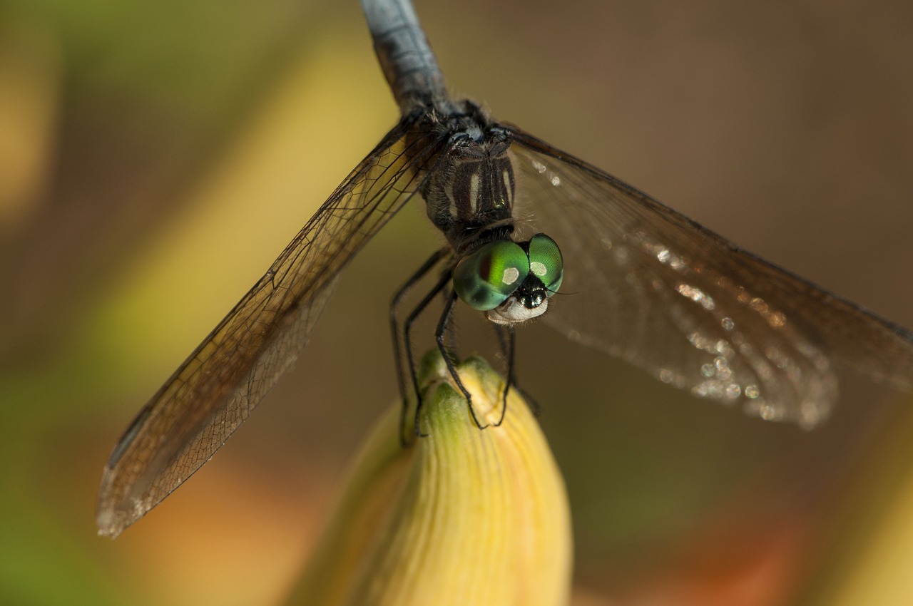 dragonfly insect green free photo