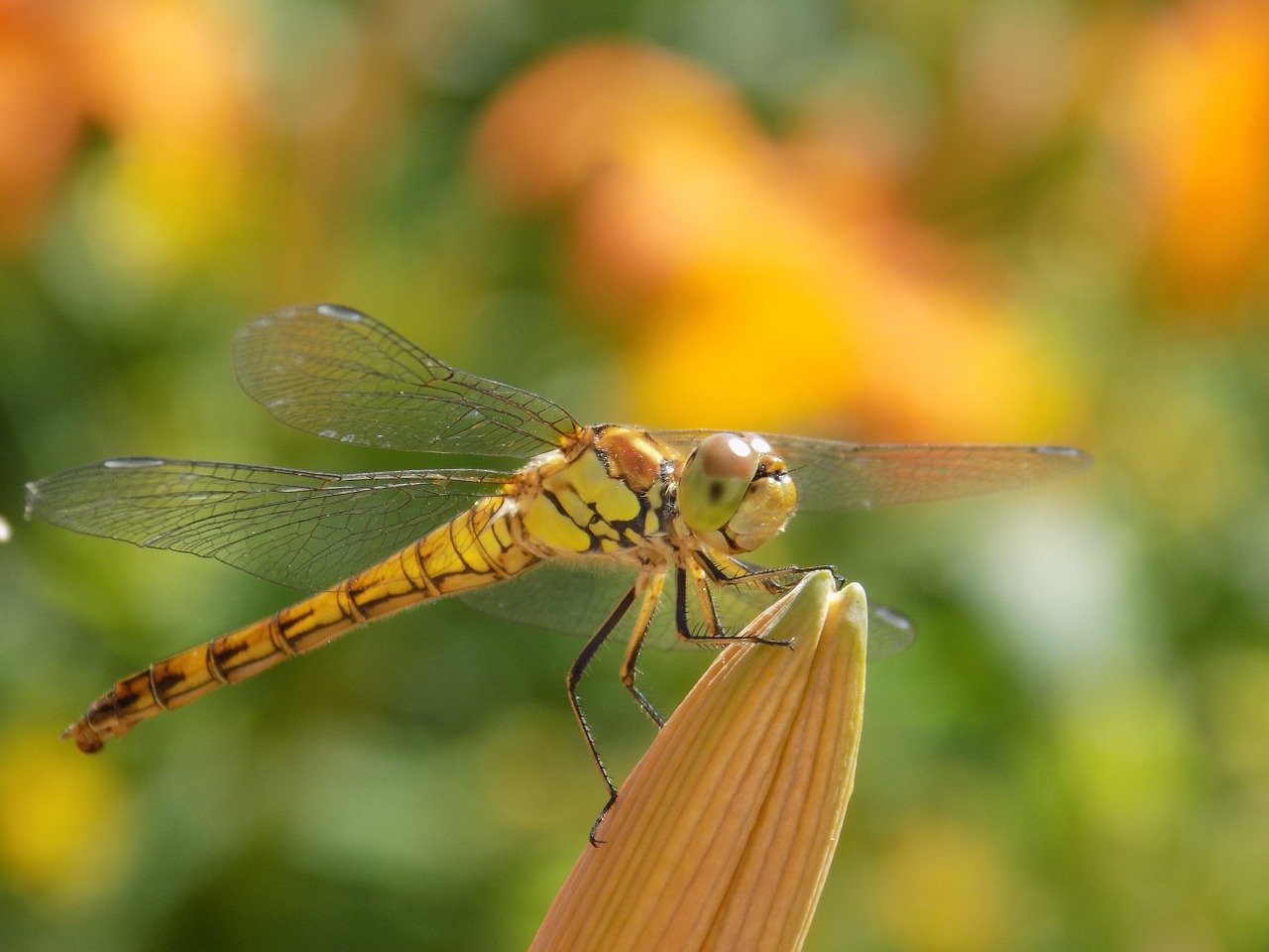 dragonfly nature insect free photo