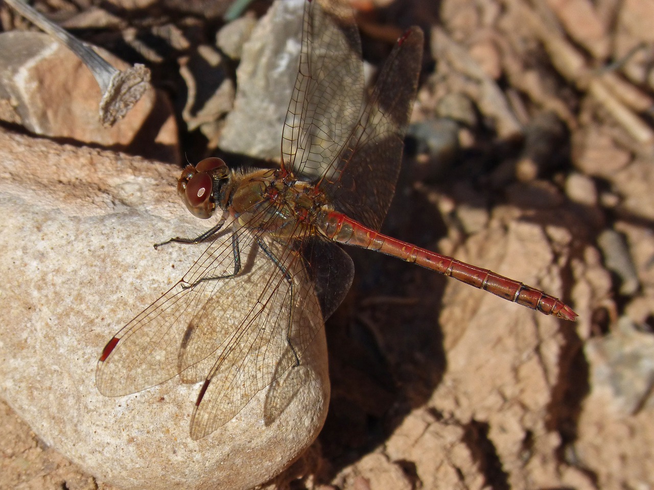 dragonfly red red dragonfly free photo