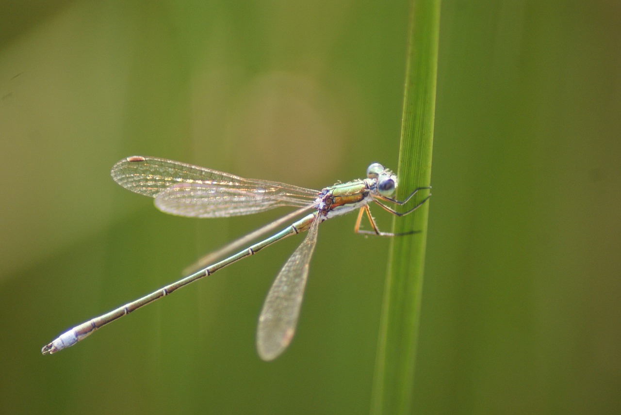 dragonfly moor summer free photo