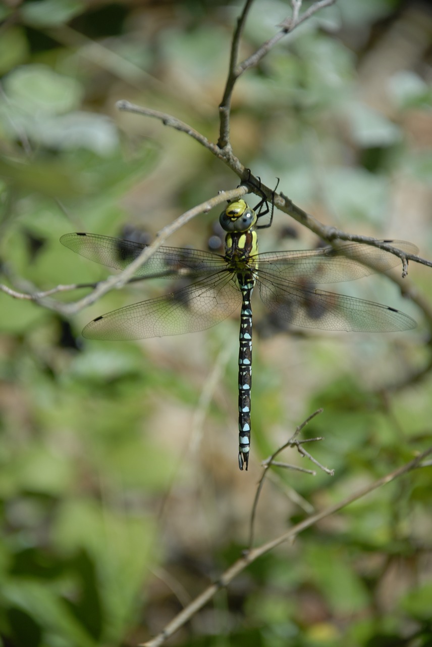 dragonfly insect animal free photo