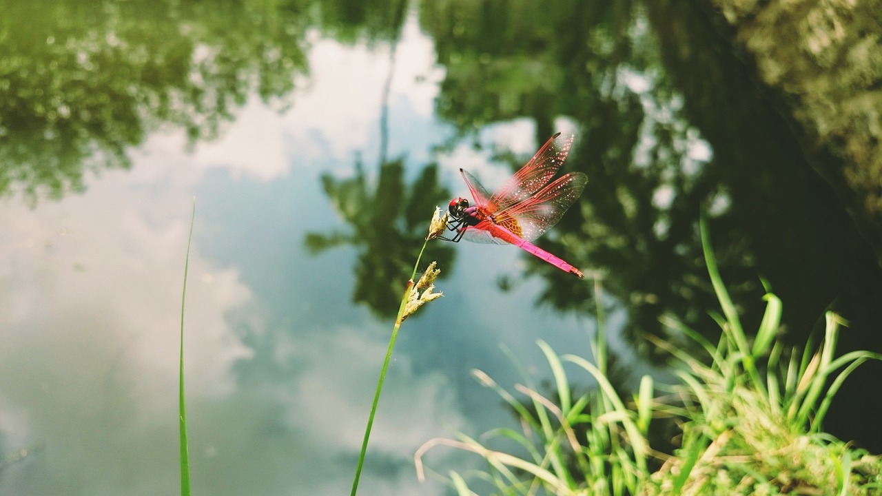 dragonfly grass insect free photo