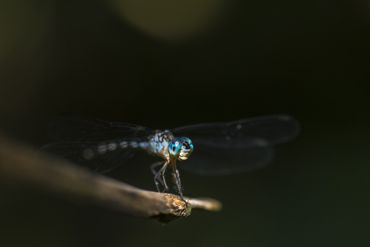 dragonfly macro insect free photo