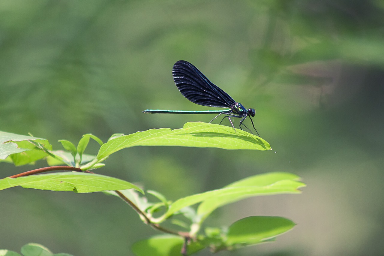 dragonfly insect nature free photo