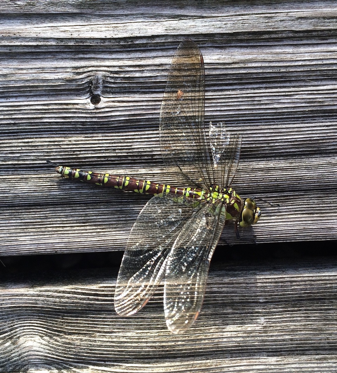 dragonfly insect wing free photo