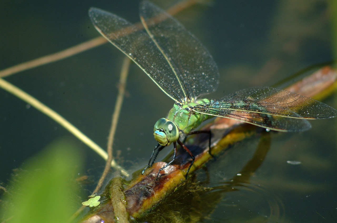 dragonfly nature insect free photo