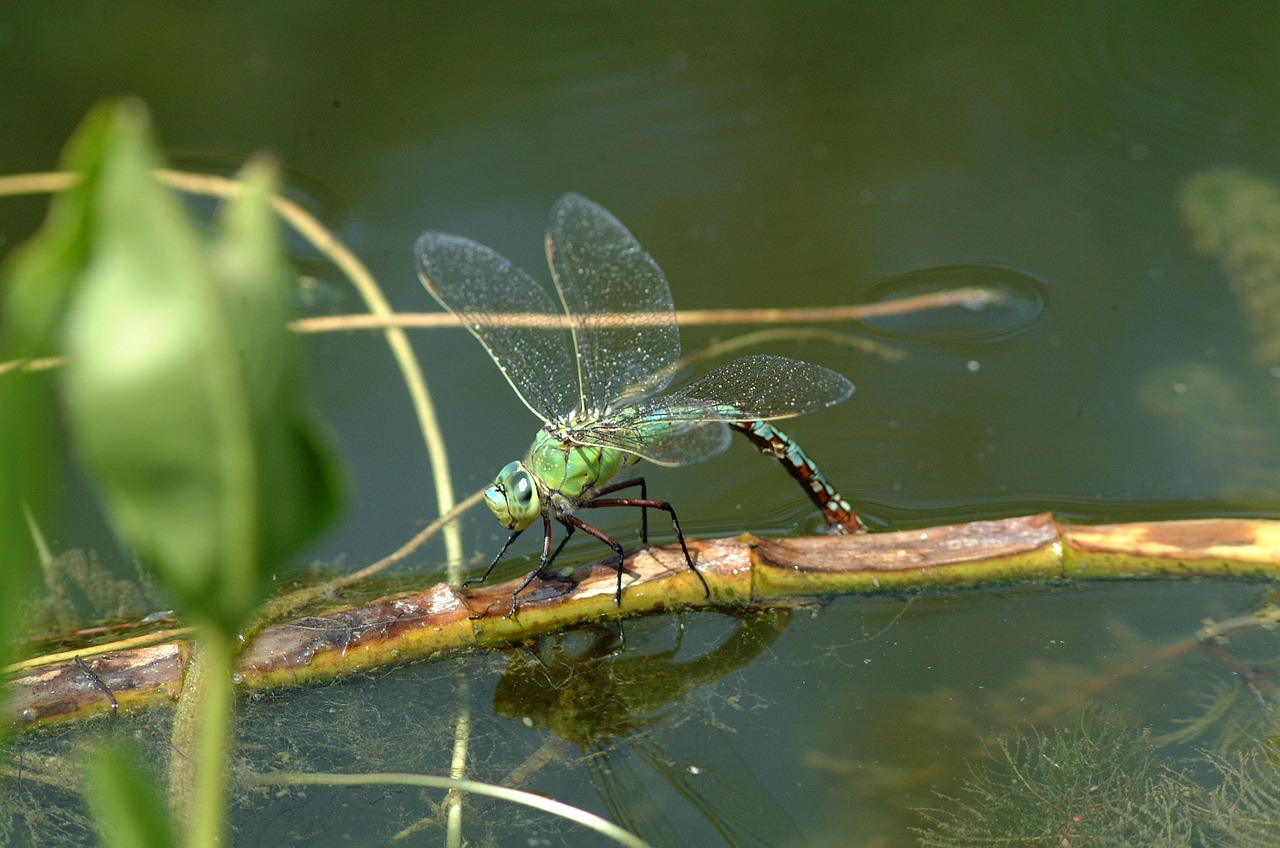 dragonfly nature insect free photo